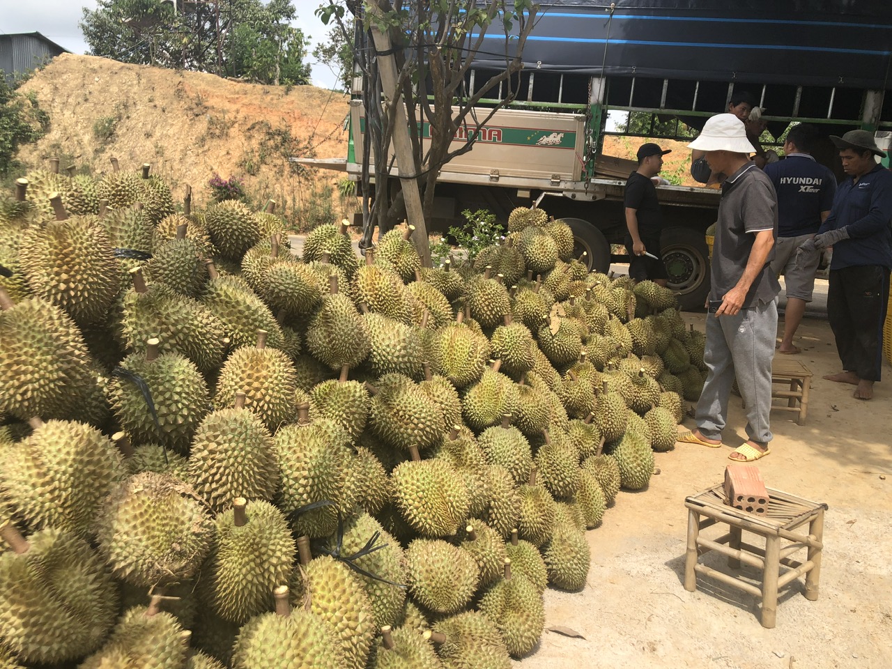 Sầu riêng Di Linh tham gia xuất khẩu 