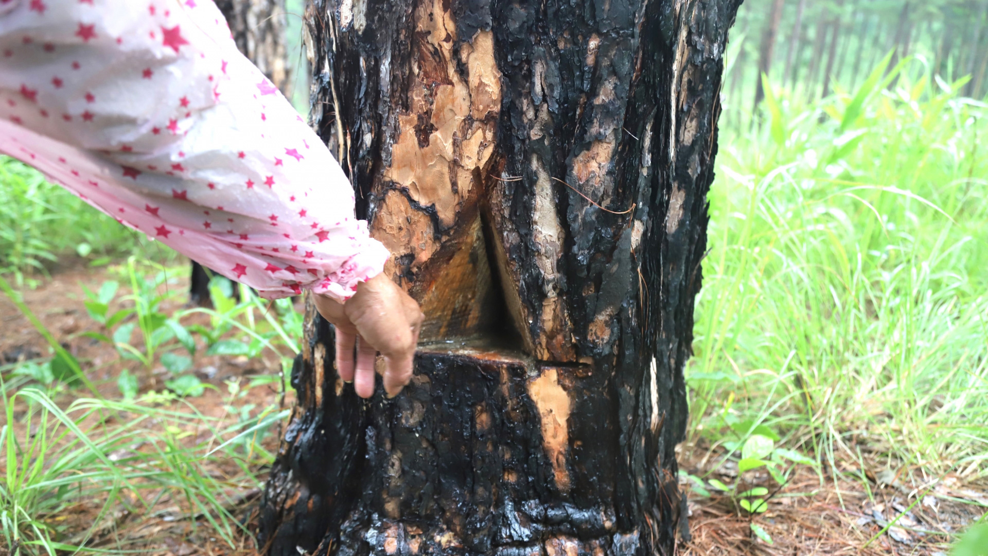 Các lực lượng huyện Bảo Lâm và xã Lộc Phú triển khai các biện pháp cứu chữa rừng thông bị đầu độc