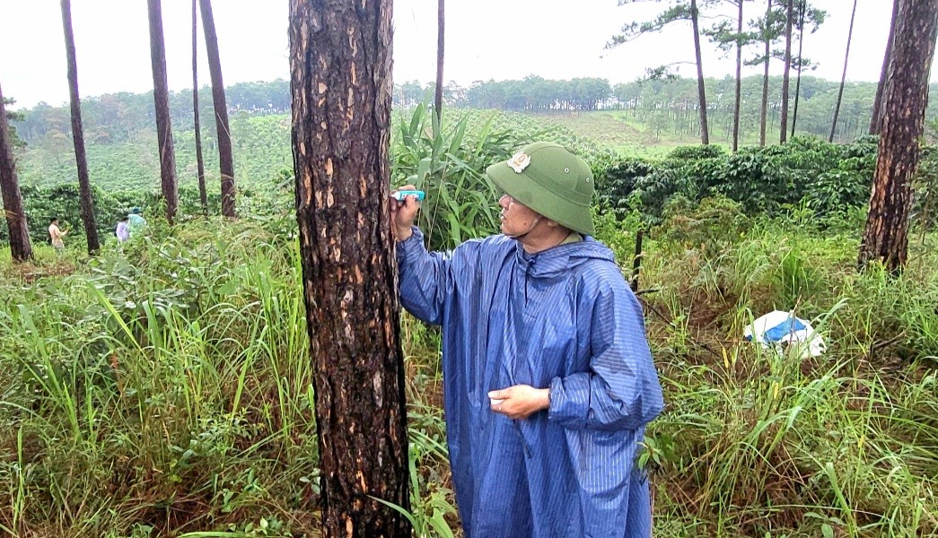 Cơ quan chức năng huyện Bảo Lâm kiểm tra, thống kê số lượng cây thông được cứu chữa phục hồi