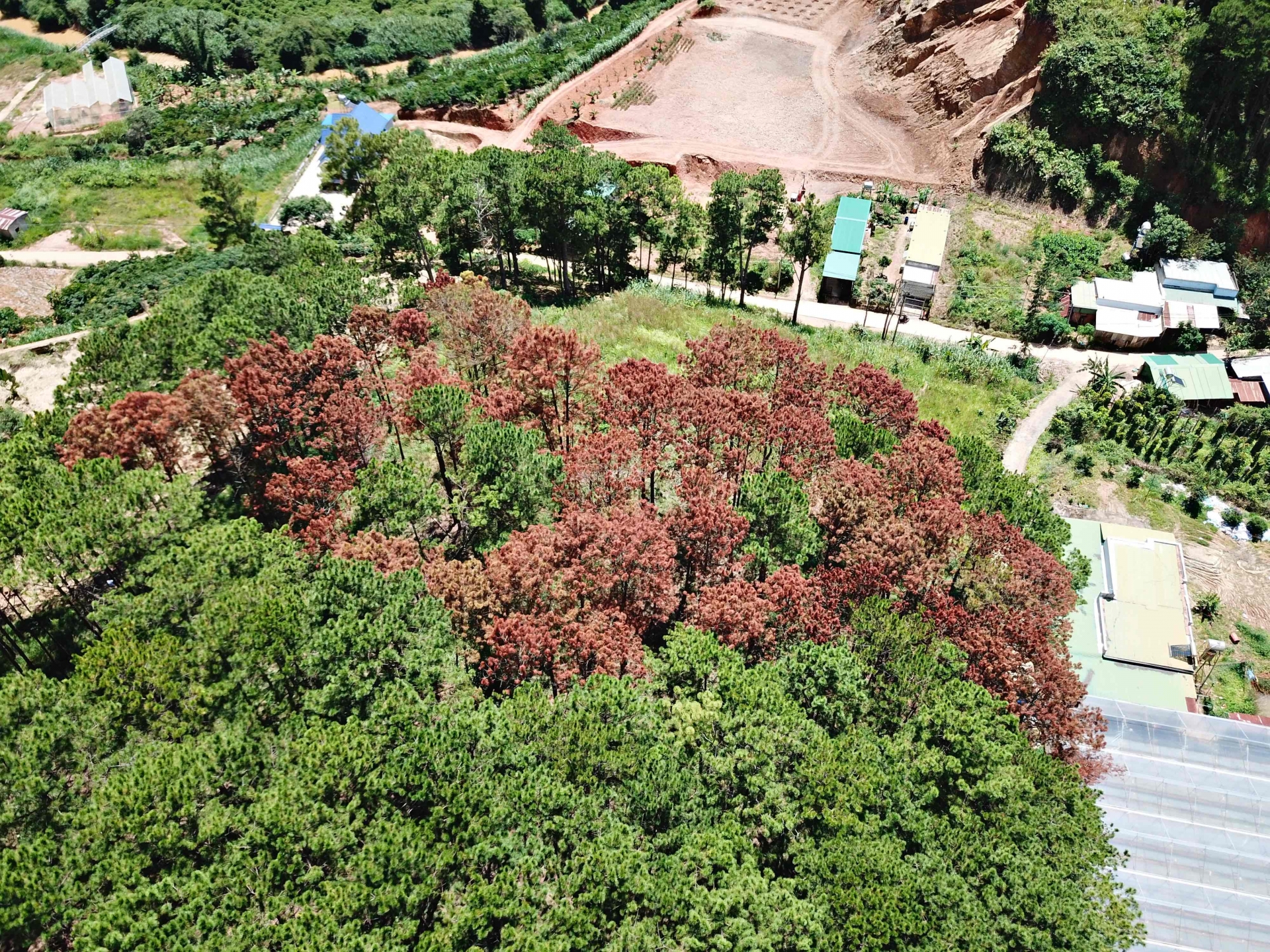 Một trong 2 vị trí thông rừng bị đầu độc tại huyện Lâm Hà
