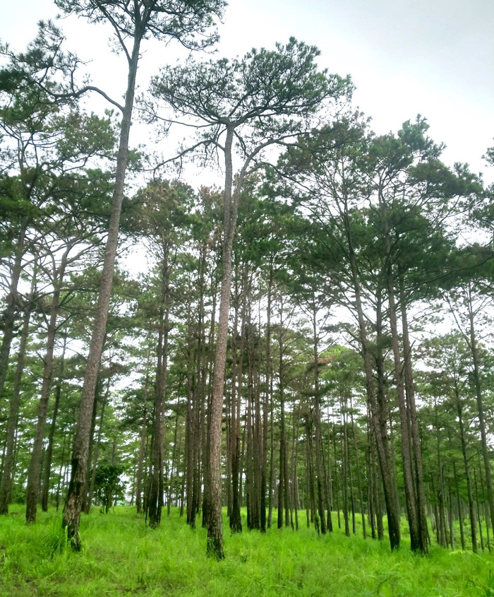 Sau gần 3 tháng cứu chữa, kết quả cho thấy có 119/167 cây thông bị đầu độc tại xã Lộc Phú đã phục hồi