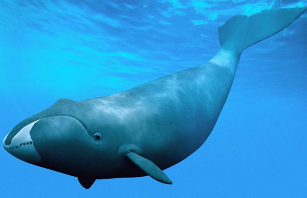 Cá voi đầu bò Bắc Đại Tây Dương
