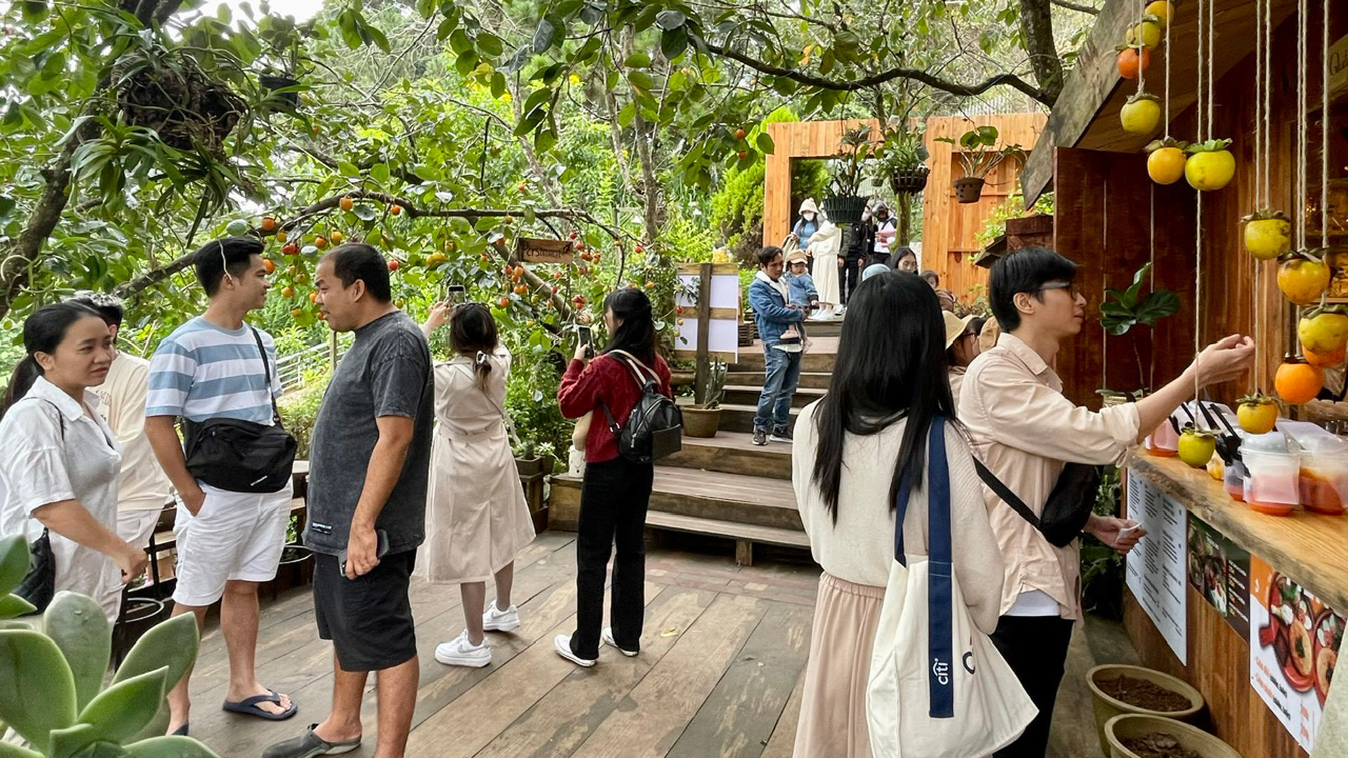 Du khách check in vườn hồng Persimmon (đường Hùng Vương, TP Đà Lạt)