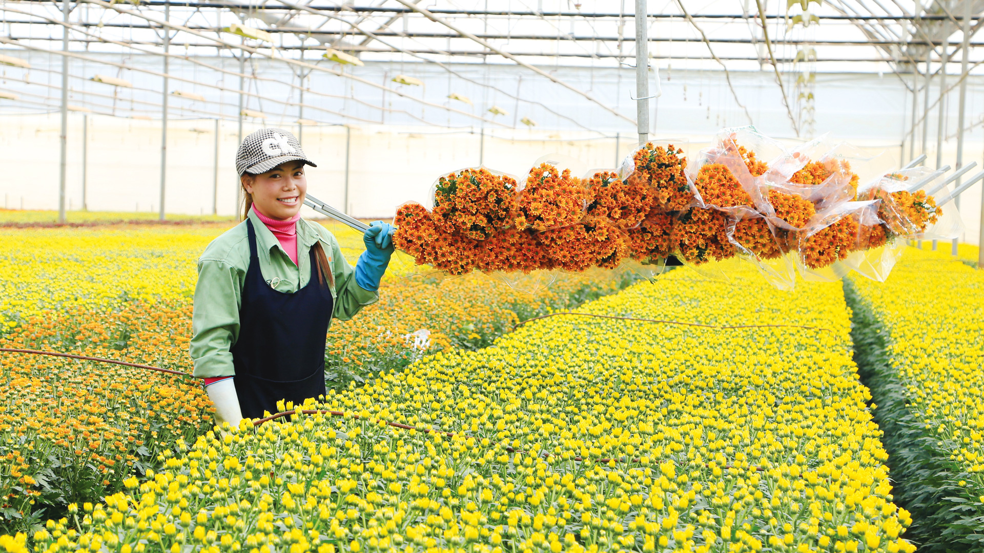 Nông nghiệp công nghệ cao là thế mạnh đã trở thành thương hiệu của Lâm Đồng