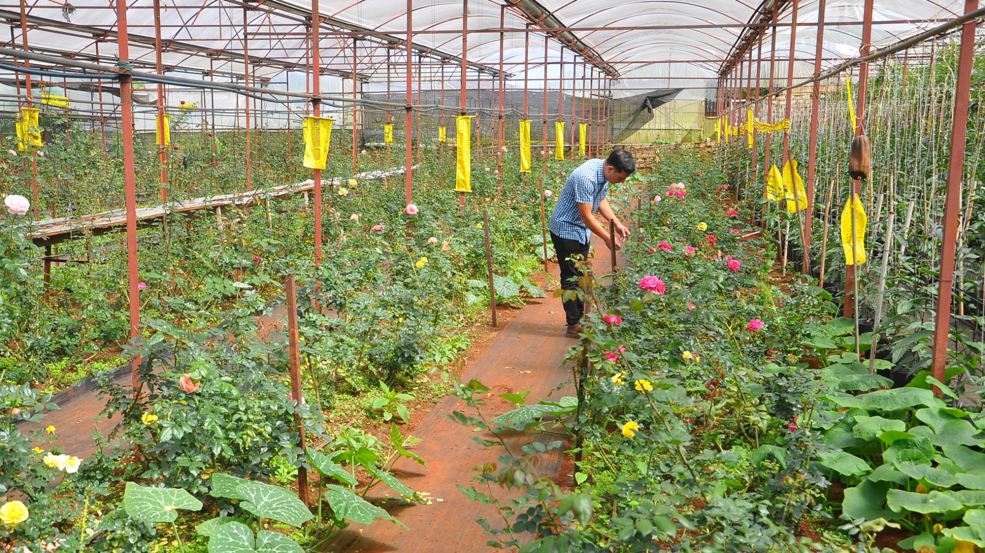 Một trang trại sản xuất hoa đạt chuẩn “An toàn - xanh - sạch - đẹp” trên địa bàn xã Xuân Thọ