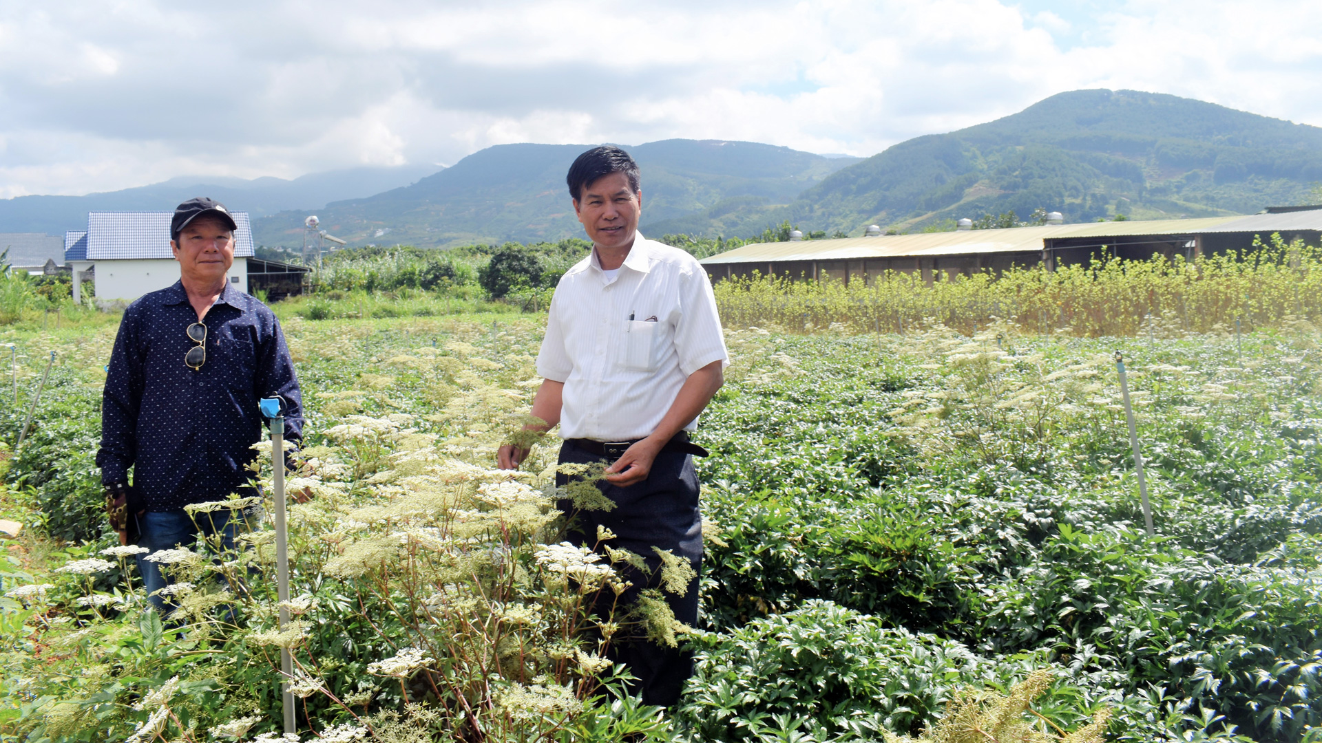 Vùng nguyên liệu thảo dược huyện Lâm Hà liên kết sản xuất của Công ty TNHH Đà Lạt thảo dược Minh Quân chiếm hơn 60% diện tích cây đương quy