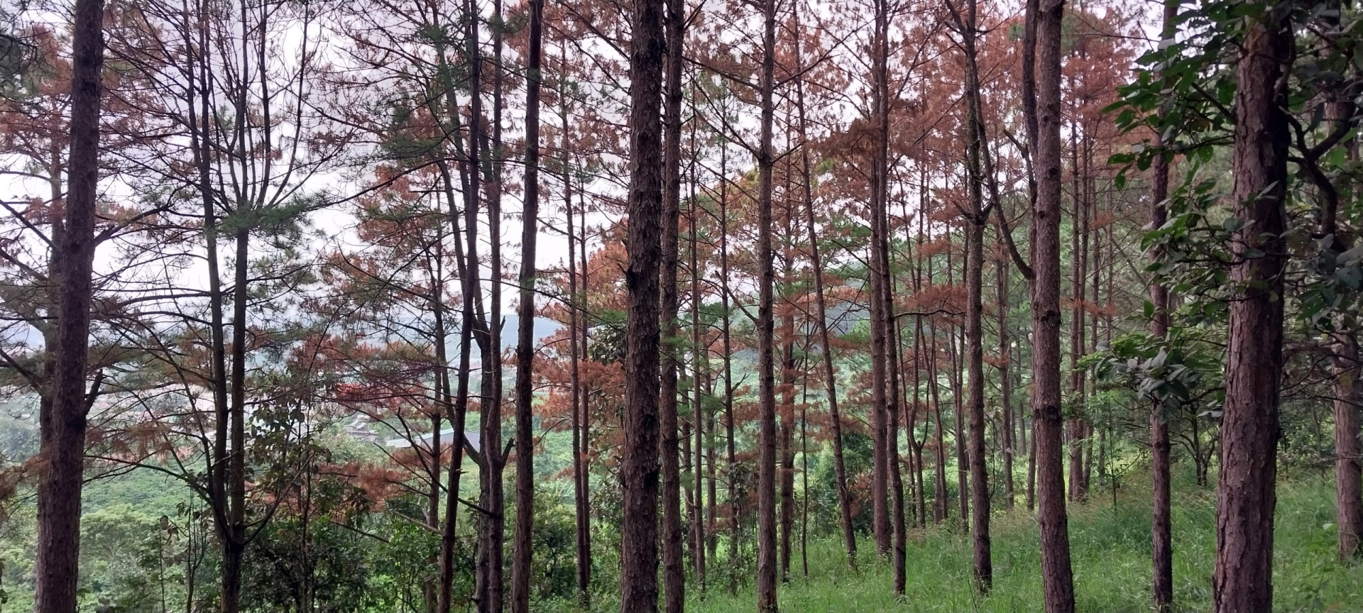 Kiểm tra, xác minh việc thông rừng bị đầu độc tại Lâm Hà