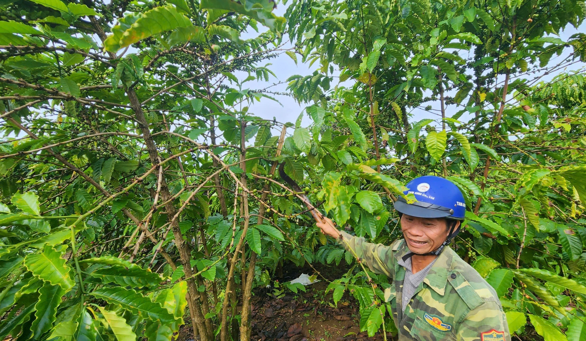 Bảo Lộc: Cà phê vừa chín bói đã bị hái trộm