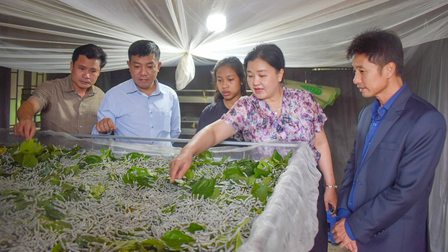 Chuyển đổi cây trồng, vật nuôi là một trong những giải pháp giúp nâng cao thu nhập người dân vùng đồng bào DTTS