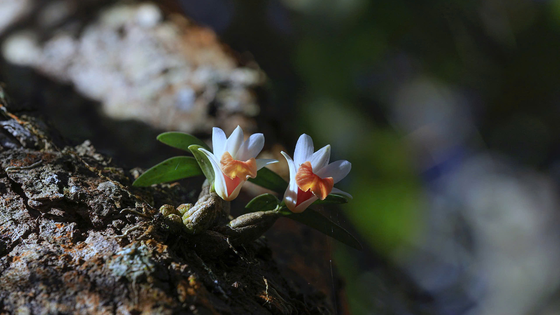 Sánh đôi - vẻ đẹp hoang dã của bạch hỏa hoàng (Dendrobium bellatulum) loài phong lan quý hiếm 
có tên trong Sách đỏ Việt Nam