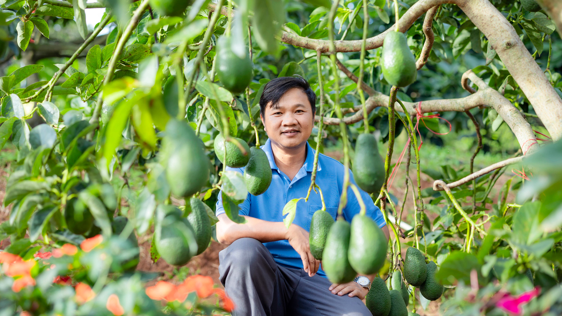 Bốn mùa cây trái sum suê trong quần thể Điểm du lịch canh nông Avocado Đơn Dương