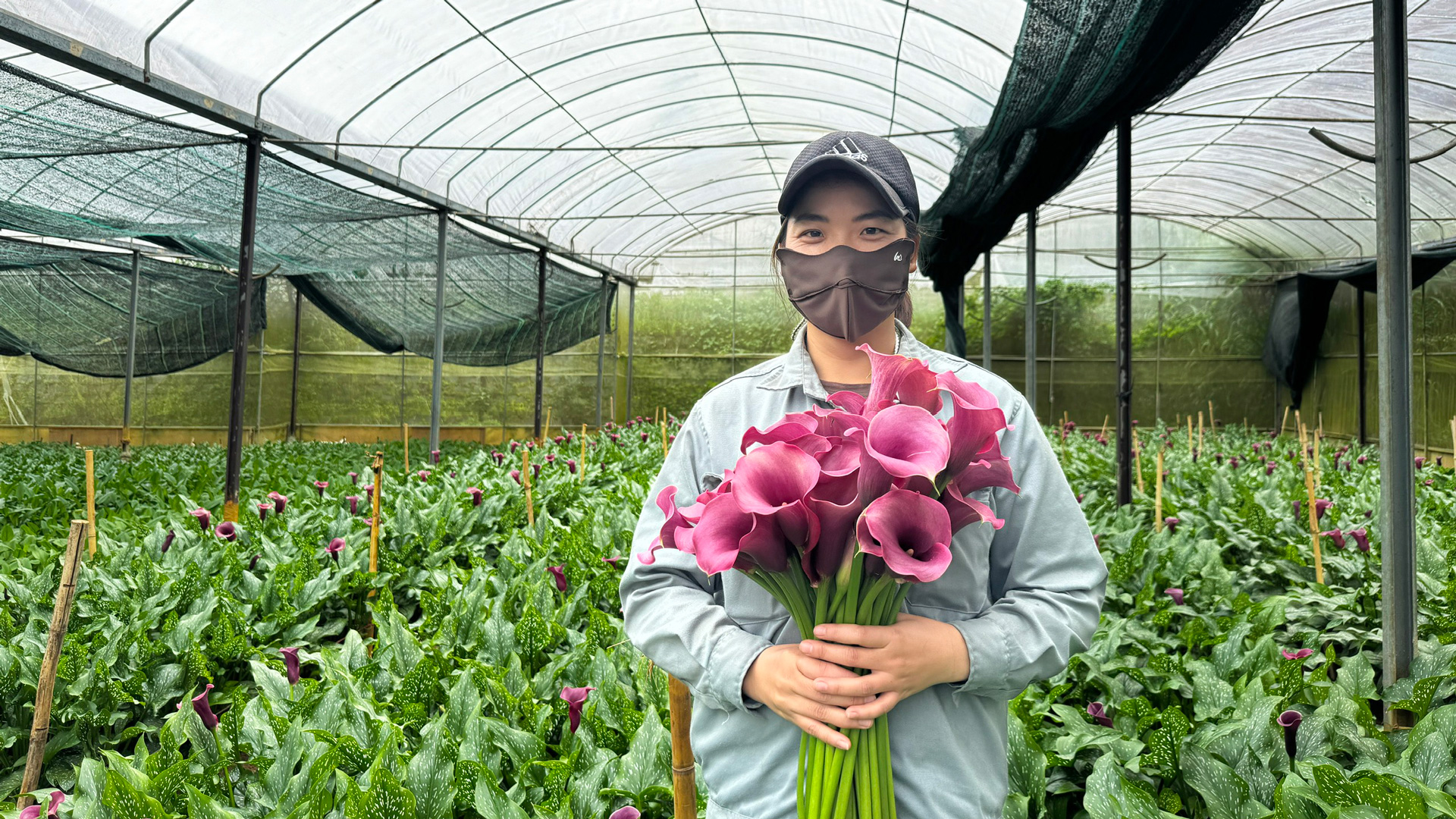 Calla Lily trồng tại Bonnie Farm