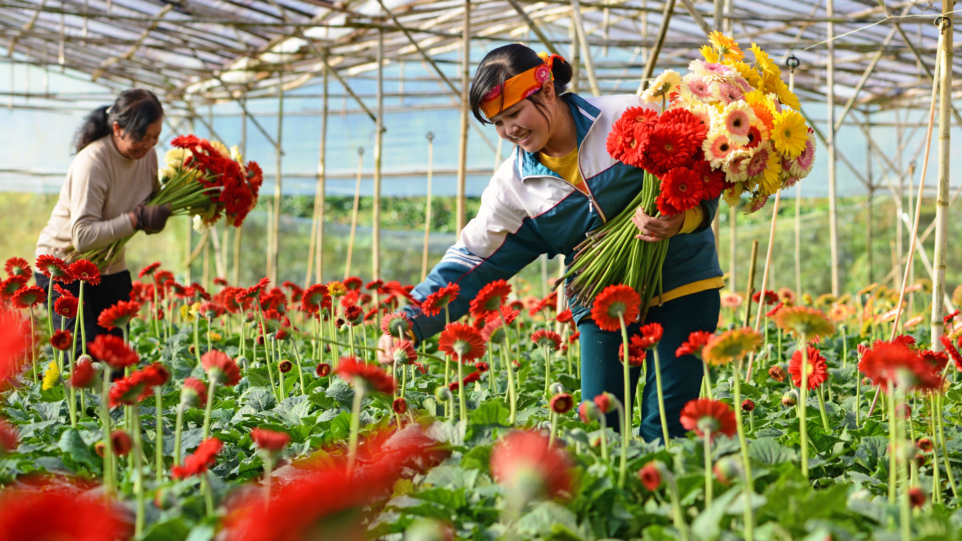 Thu hoạch hoa tại làng hoa Hà Đông, Phường 8, TP Đà Lạt