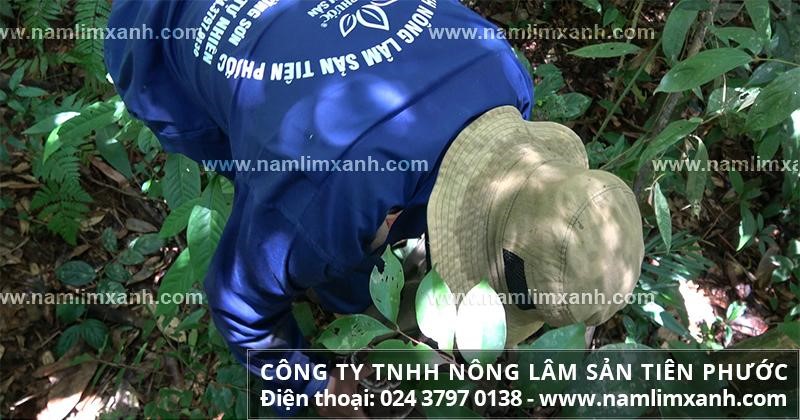 Thợ rừng của Công ty Nông lâm sản Tiên Phước tìm nấm lim xanh tự nhiên