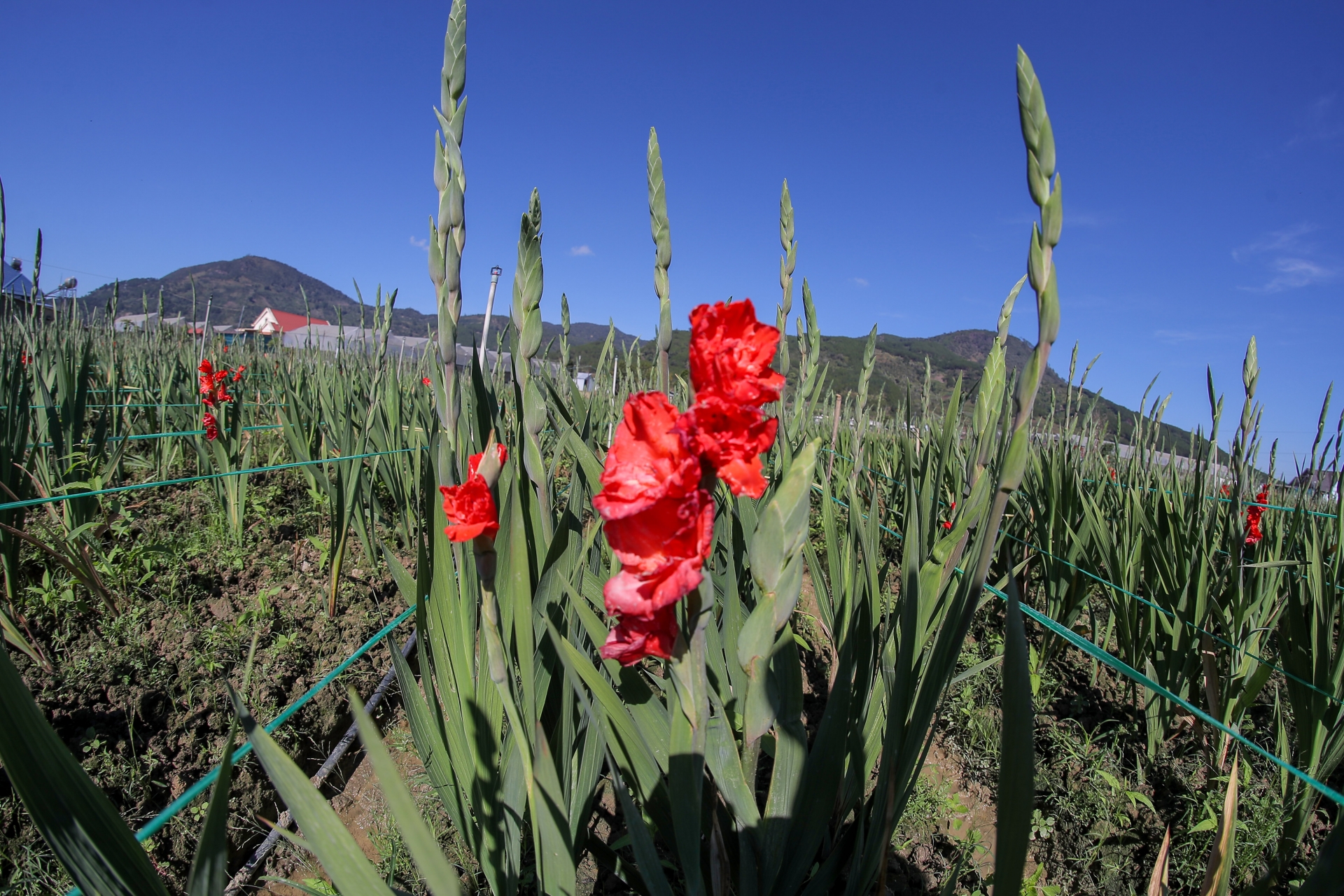 Đức Trọng: Làng hoa lay ơn xuống giống hơn 100 ha phục vụ Tết Nguyên đán 2024