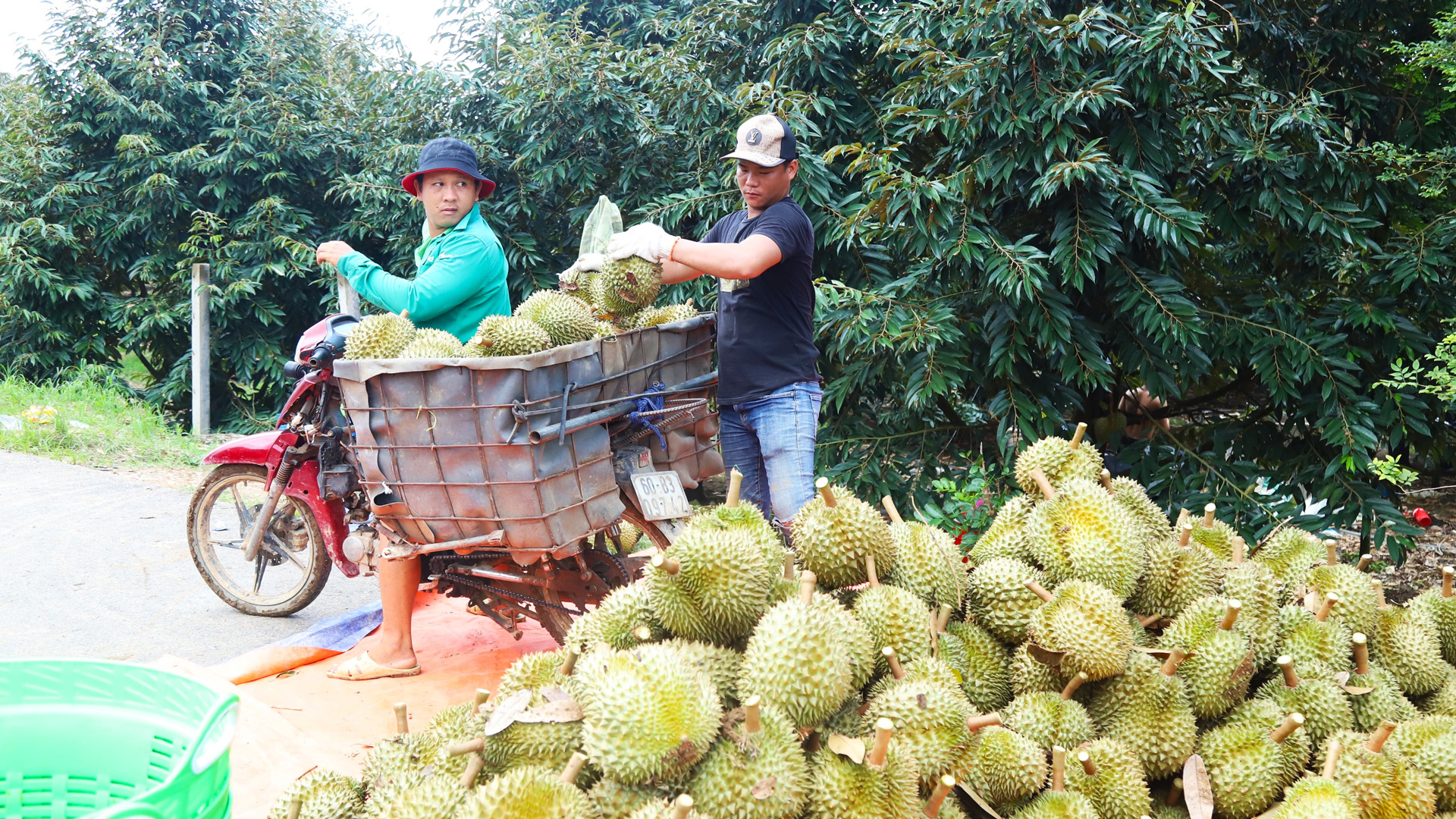 Sầu riêng đang là cây trồng mang lại hiệu quả kinh tế cao tại nhiều địa phương trên địa bàn tỉnh Lâm Đồng