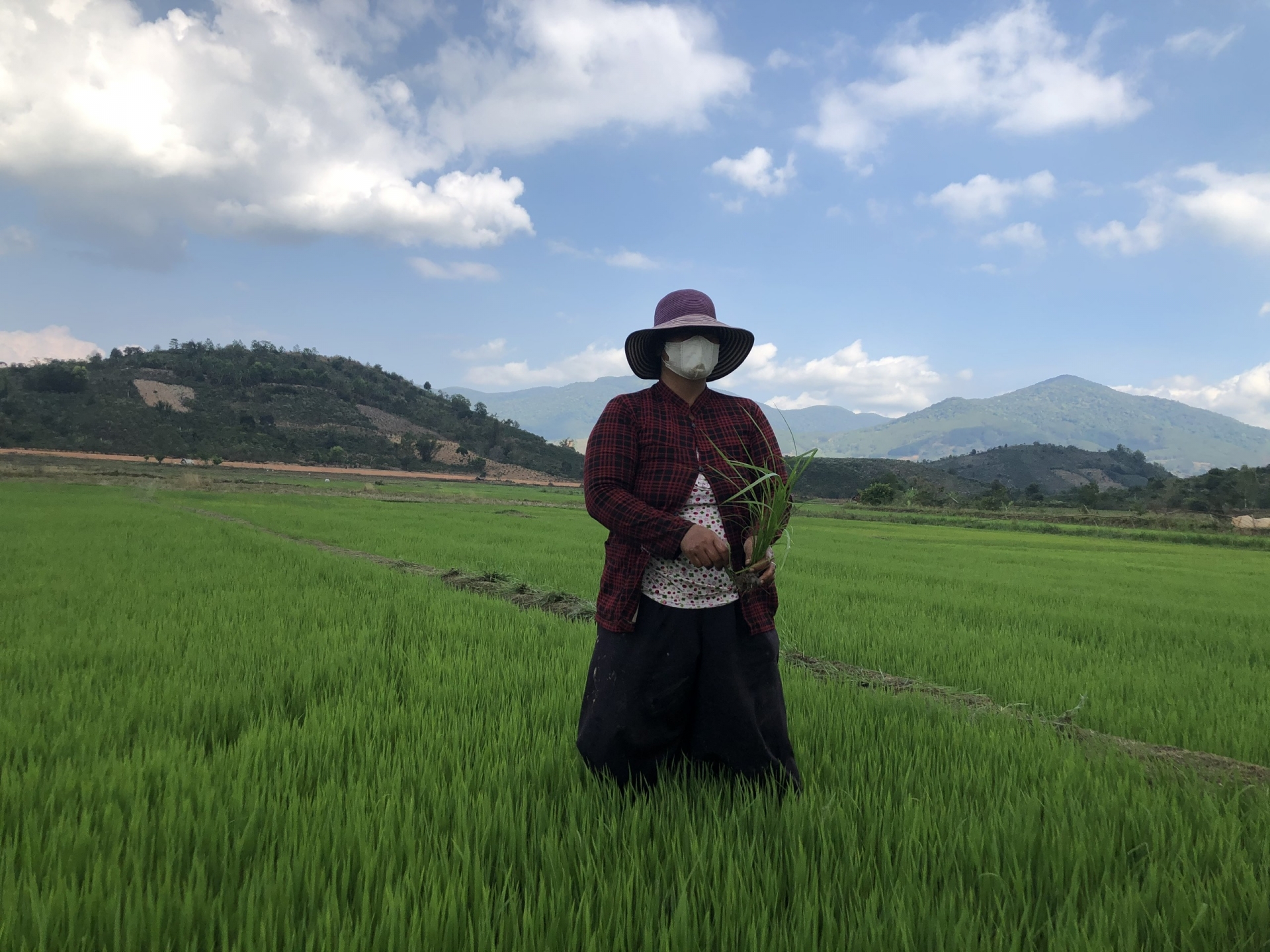 Lúa cao sản đã mang lại no ấm cho đồng bào Ka Ming, thị trấn Di Linh, huyện Di Linh