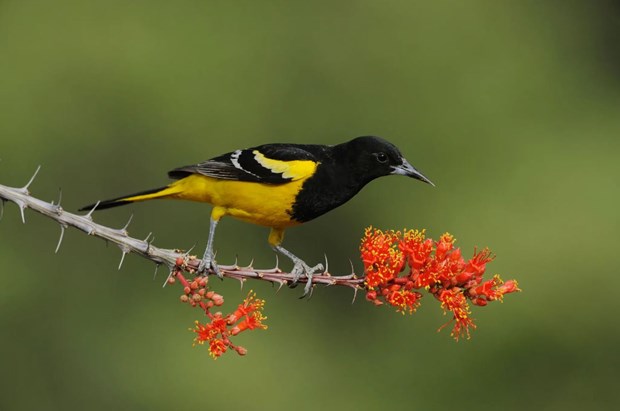 Hiệp hội Điểu học Mỹ thay tên một số loài chim gây tranh cãi