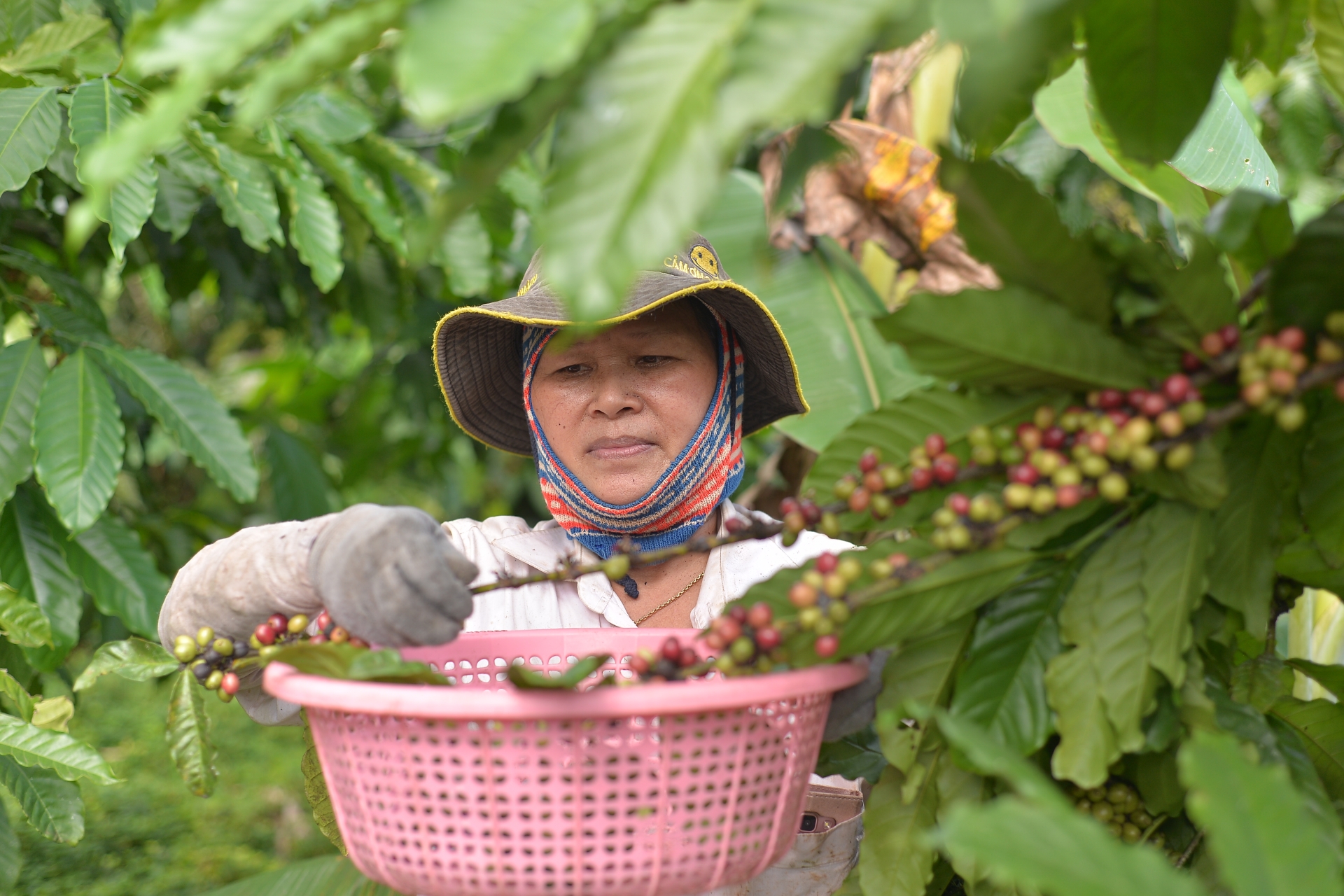 Di Linh: Triển khai các biện pháp nhằm đảm bảo an ninh trong mùa cà phê niên vụ 2023 - 2024