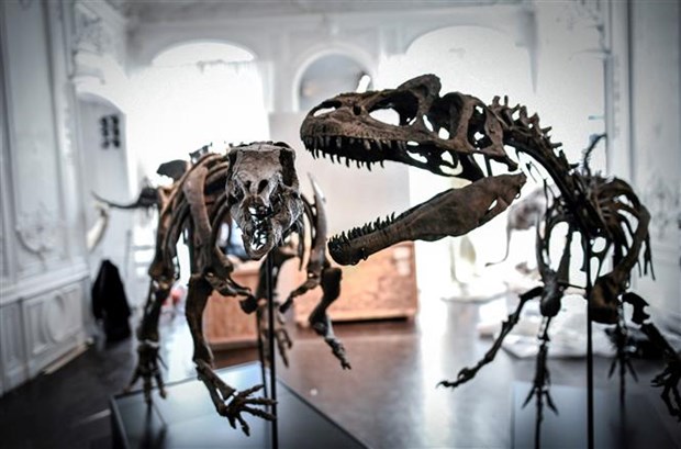 Hóa thạch xương khủng long được trưng bày tại nhà đấu giá Artcurial ở Paris (Pháp), ngày 13/11/2018