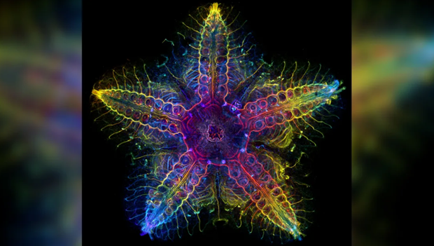 Hình ảnh hệ thần kinh của một con sao biển được thể hiện trong quá trình phân tích, do tác giả Laurent Formery cung cấp