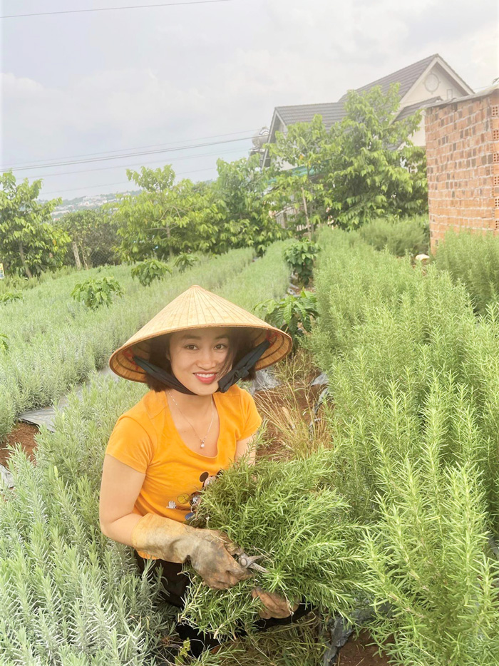 Cây lavender sinh trưởng hiệu quả tại vùng nông nghiệp Nam Ban, Lâm Hà