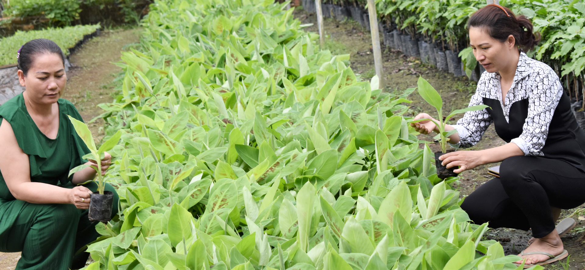 Giống chuối Laba nguồn gốc ở xã Phú Sơn, huyện Lâm Hà được lựa chọn một trong những cây thoát nghèo trên vùng nông nghiệp huyện Lạc Dương