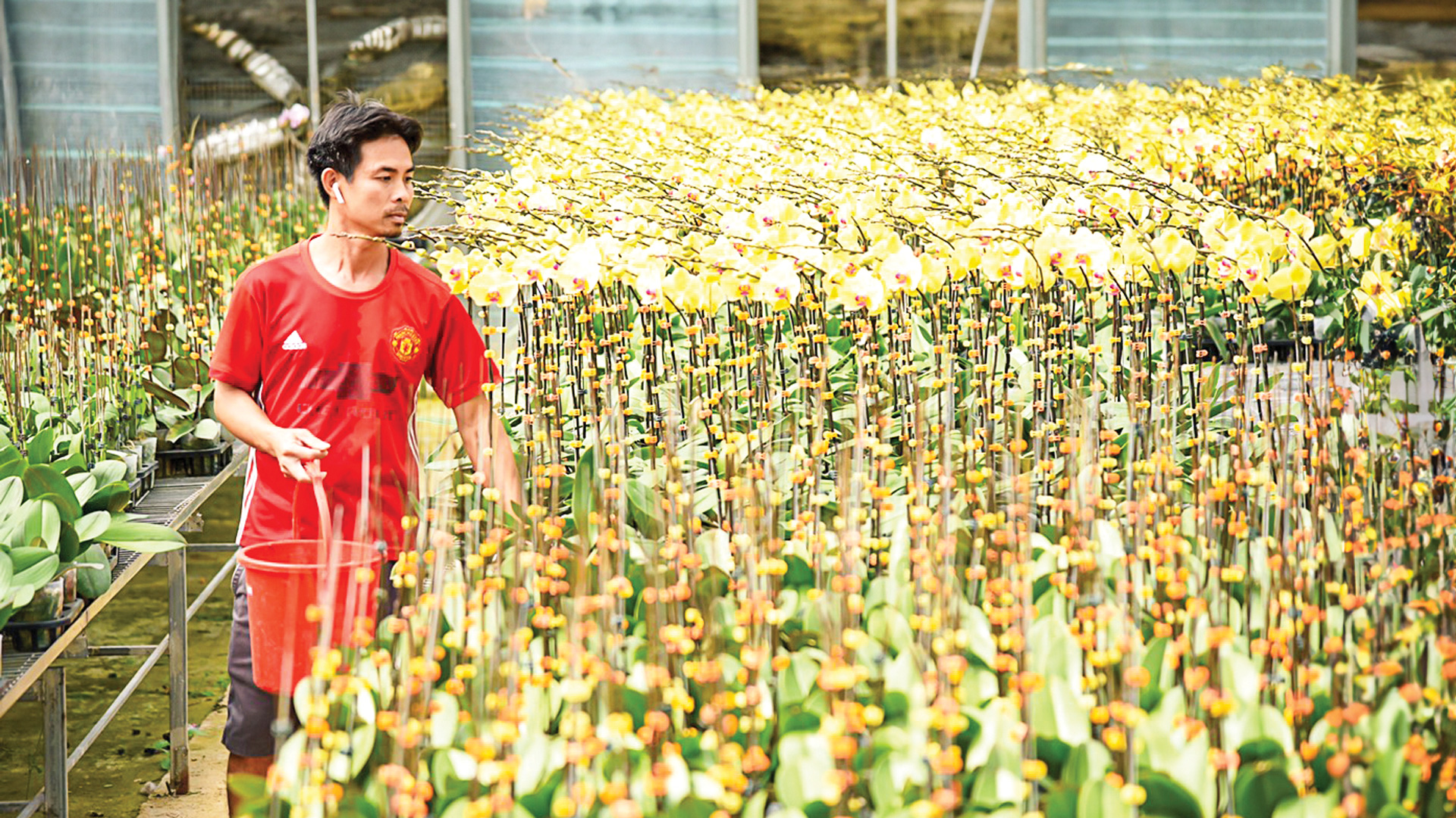 Mô hình trồng lan hồ điệp ở Di Linh