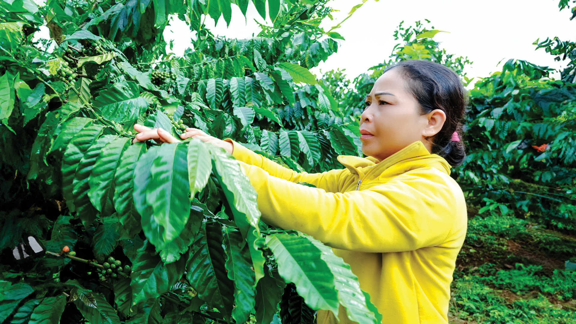 Trồng cà phê xen với các loại cây ăn trái giúp gia đình chị Ka Thúy có đầu ra
và nguồn thu ổn định
