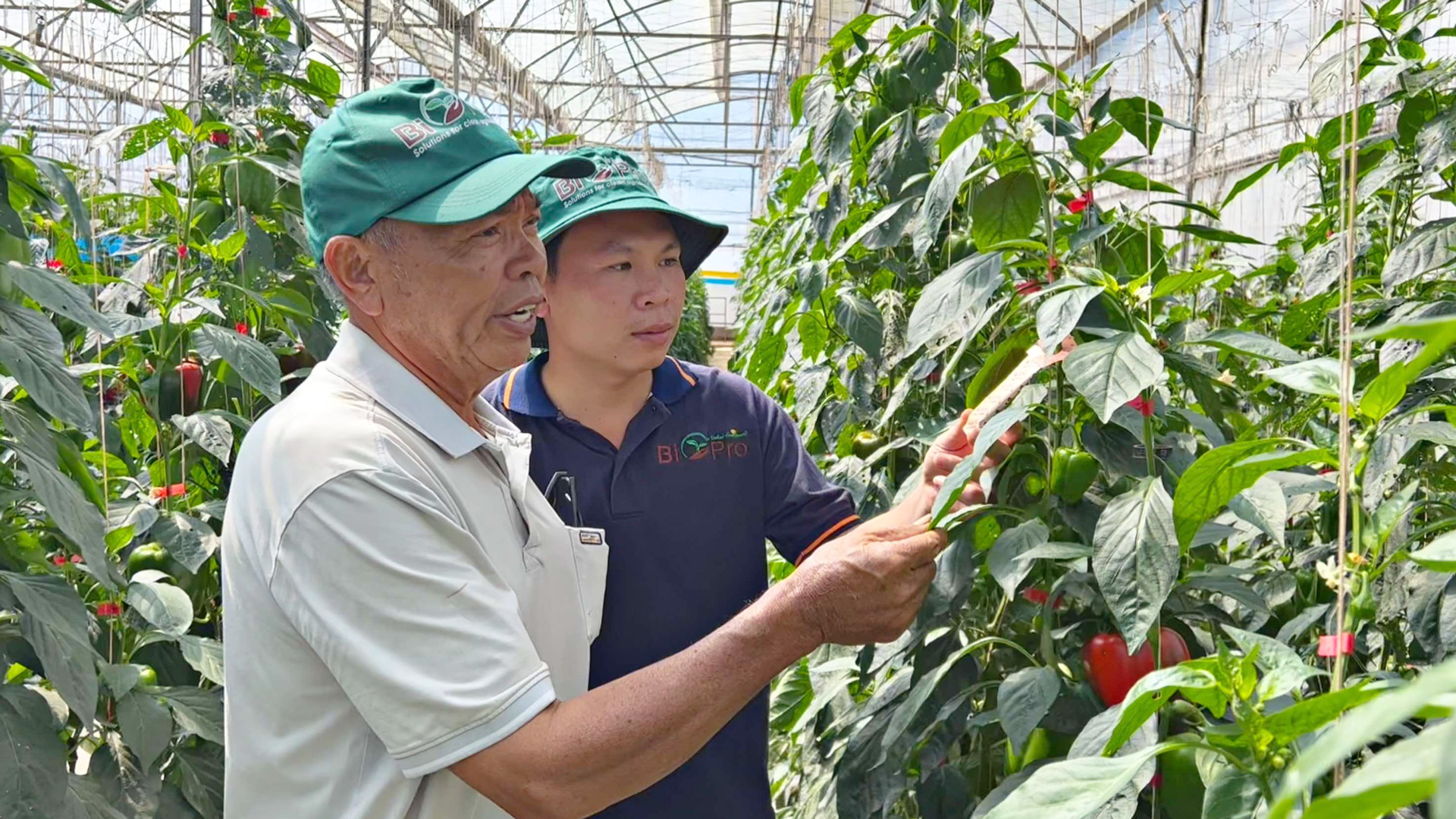 Gia đình ông Lê Công Thôn, huyện Đức Trọng thả nuôi thiên địch trên diện tích 3.500 m2 vườn ớt chuông