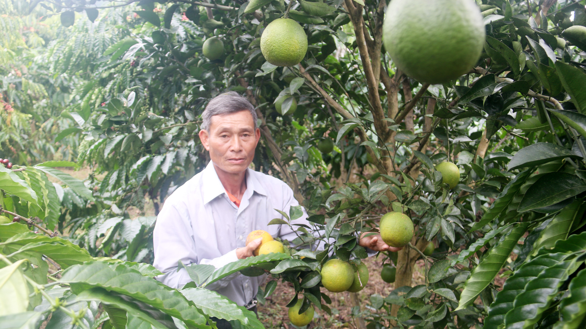 Gia đình ông Phan Văn Tuấn gương mẫu đi đầu trong phát triển kinh tế nông hộ