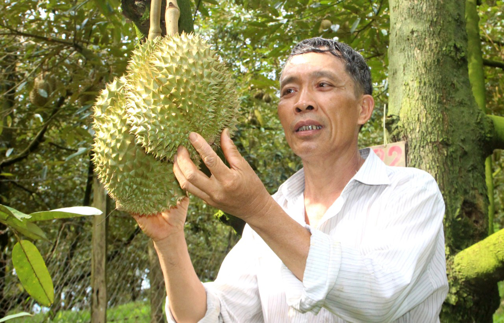 CCB Lê Quang Sơn bên vườn sầu riêng cho thu nhập tiền tỷ ở Hà Lâm