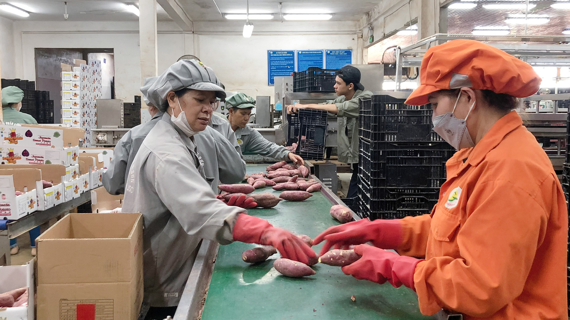 Đóng hộp khoai xuất khẩu tại Công ty Viên Sơn