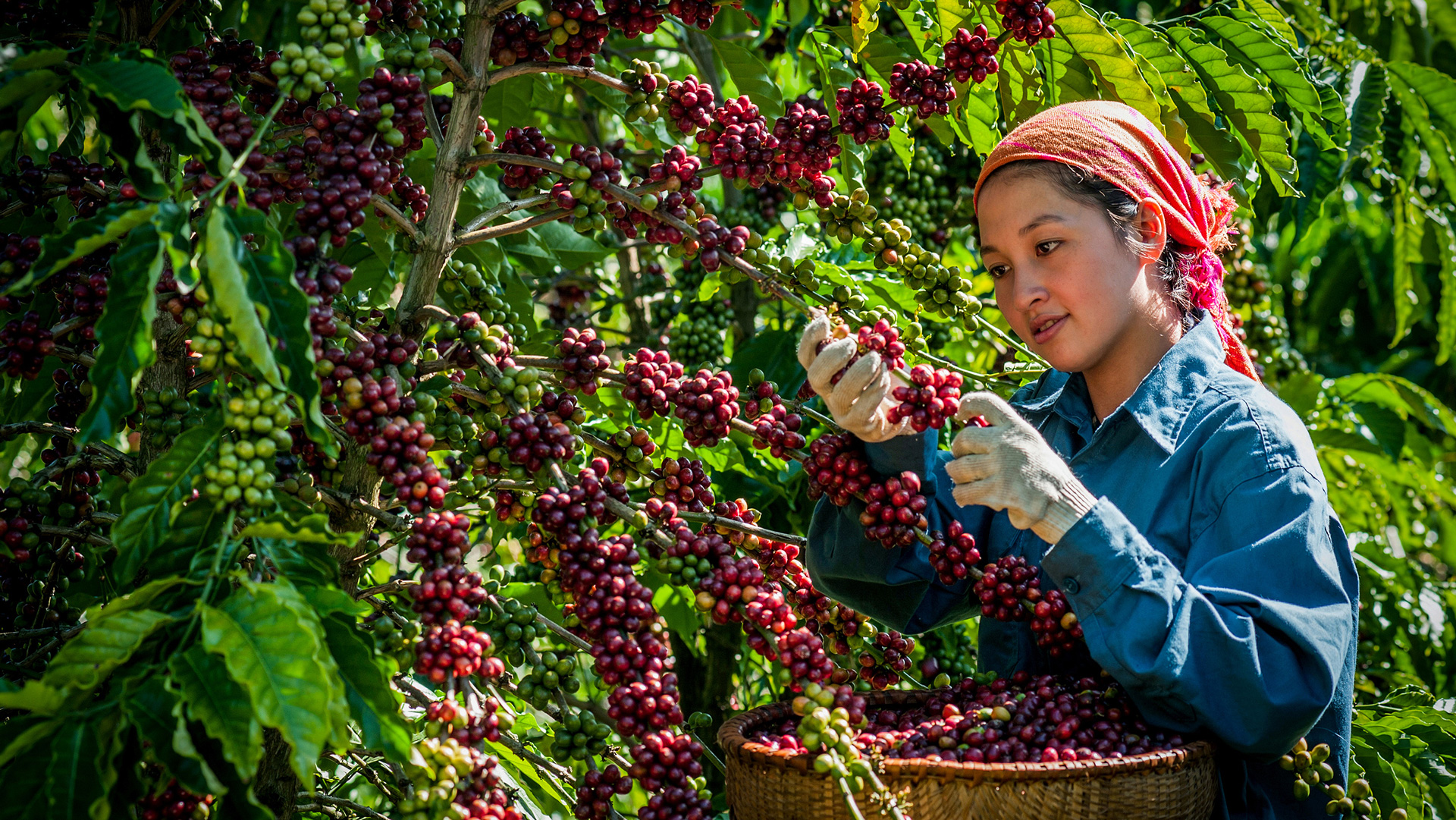Thu hoạch cà phê năng suất cao. Ảnh: Nguyễn Văn Thương