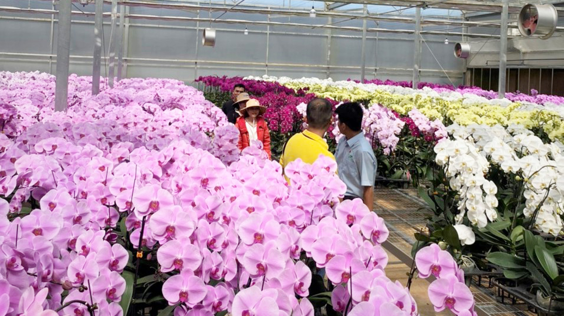 Trang trại hoa lan hồ điệp của Công ty TNHH Nông nghiệp công nghệ cao Yến Sang Anh ở xã Đạ Ròn, huyện Đơn Dương thu hoạch hàng ngày cung cấp theo nhu cầu thị trường tiềm năng trong nước