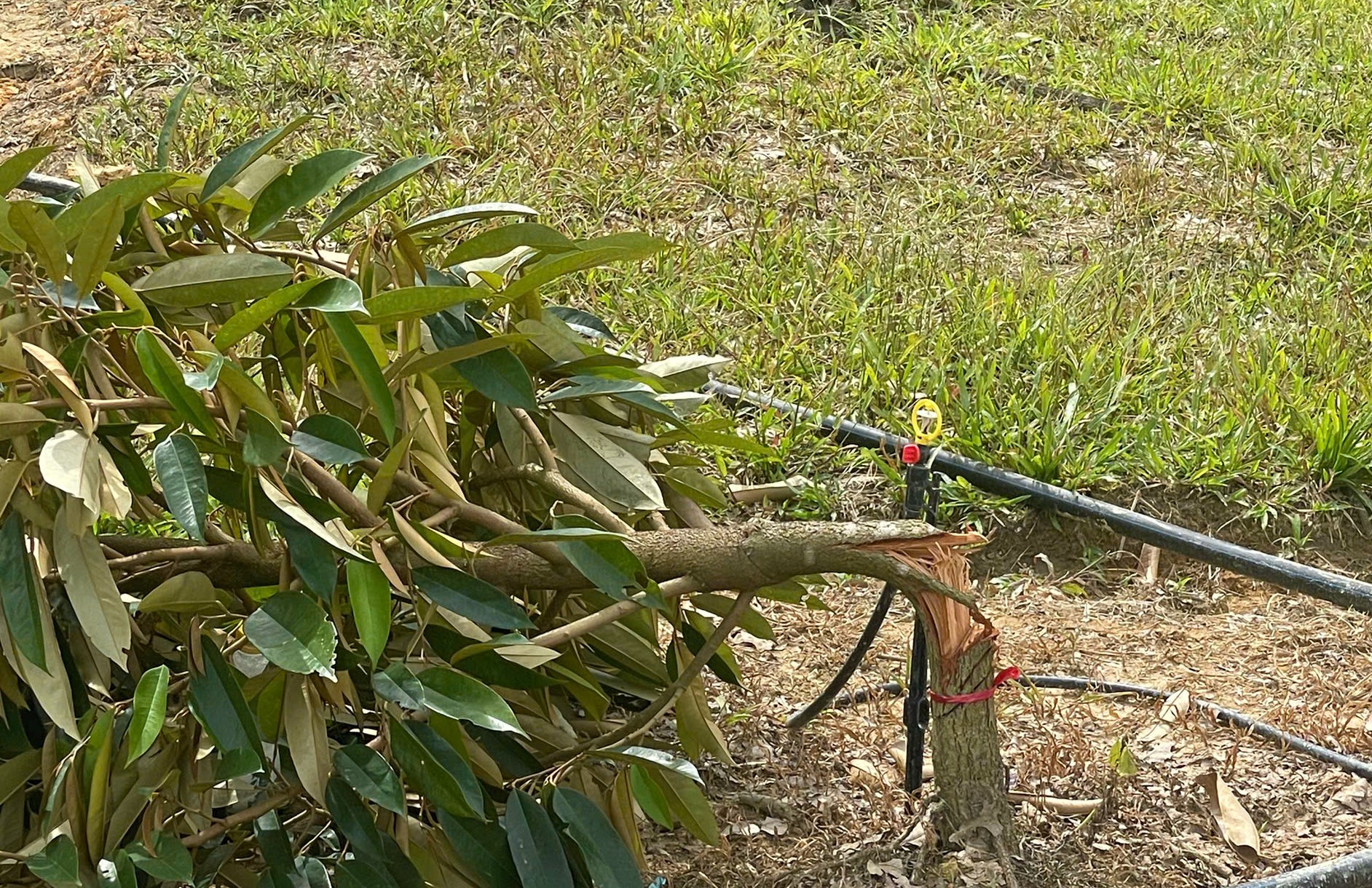 Cát Tiên: Cả vườn sầu riêng hơn 2,5 ha bị chặt ngang gốc