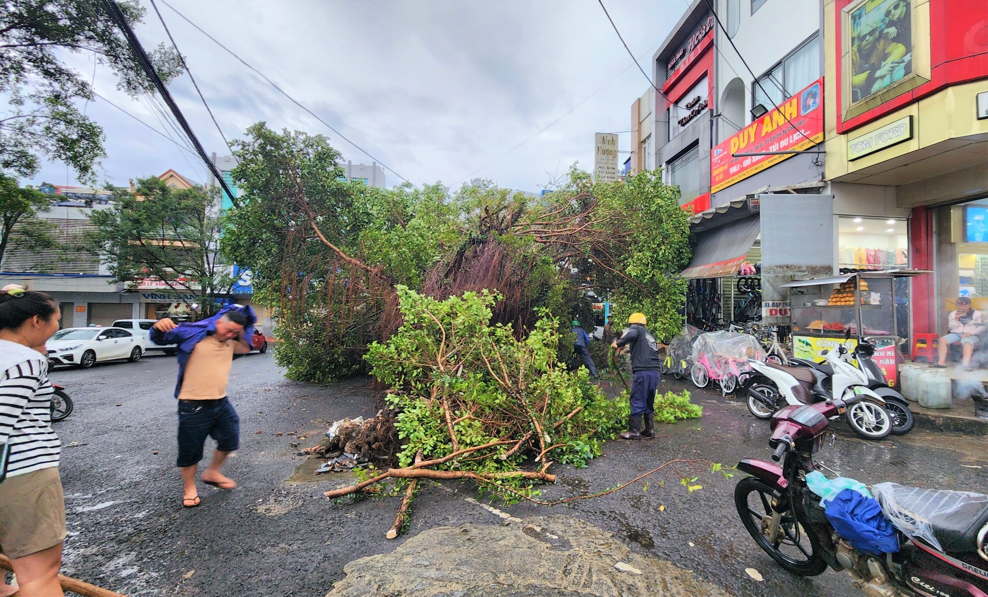 Cây xanh bị bật gốc ngã đổ trên đường Lê Thị Pha, Phường 1
