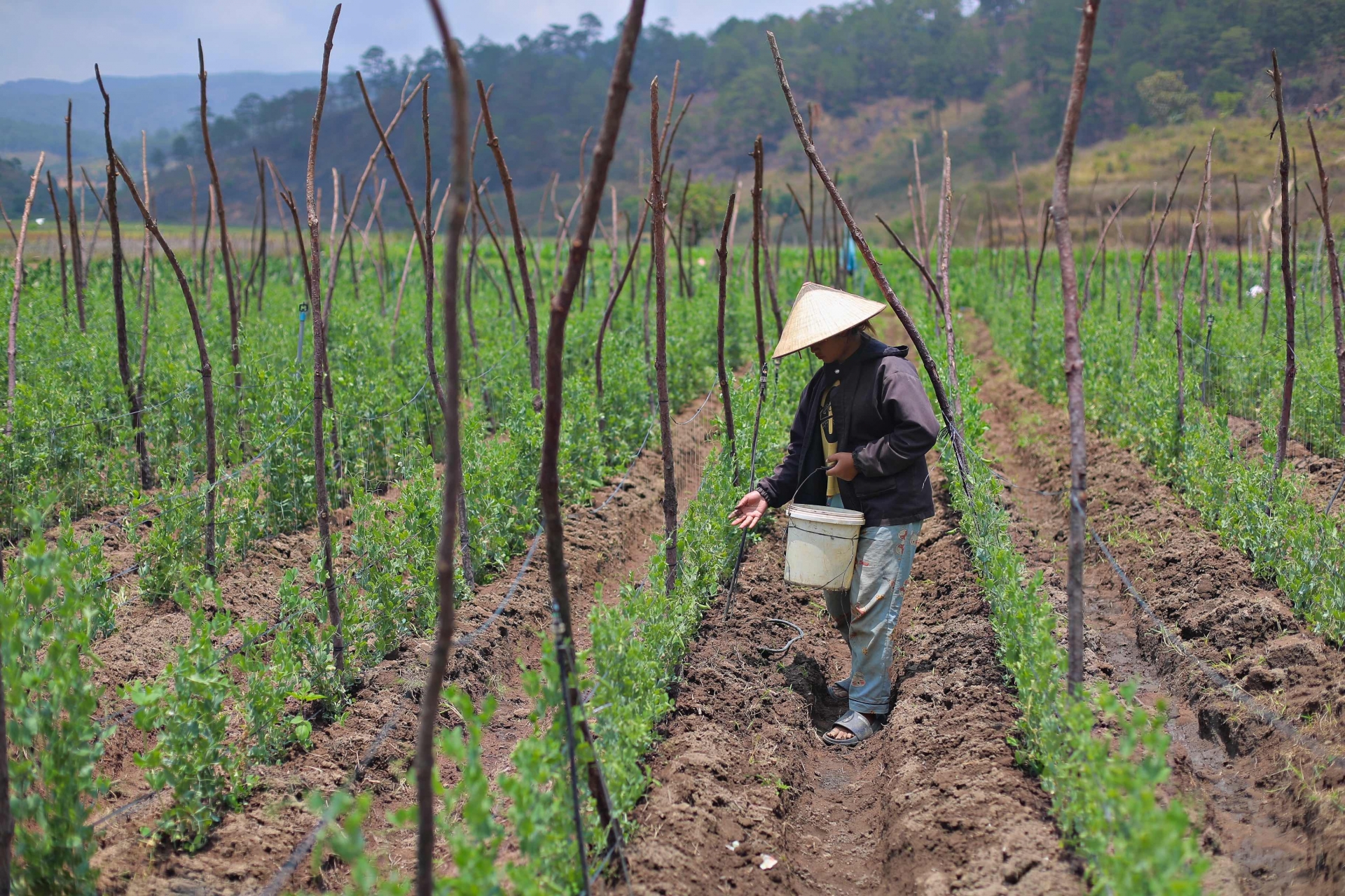 Người dân thôn KRèn đang canh tác nông nghiệp trên diện tích đất thuộc Dự án hồ chứa nước Ta Hoét