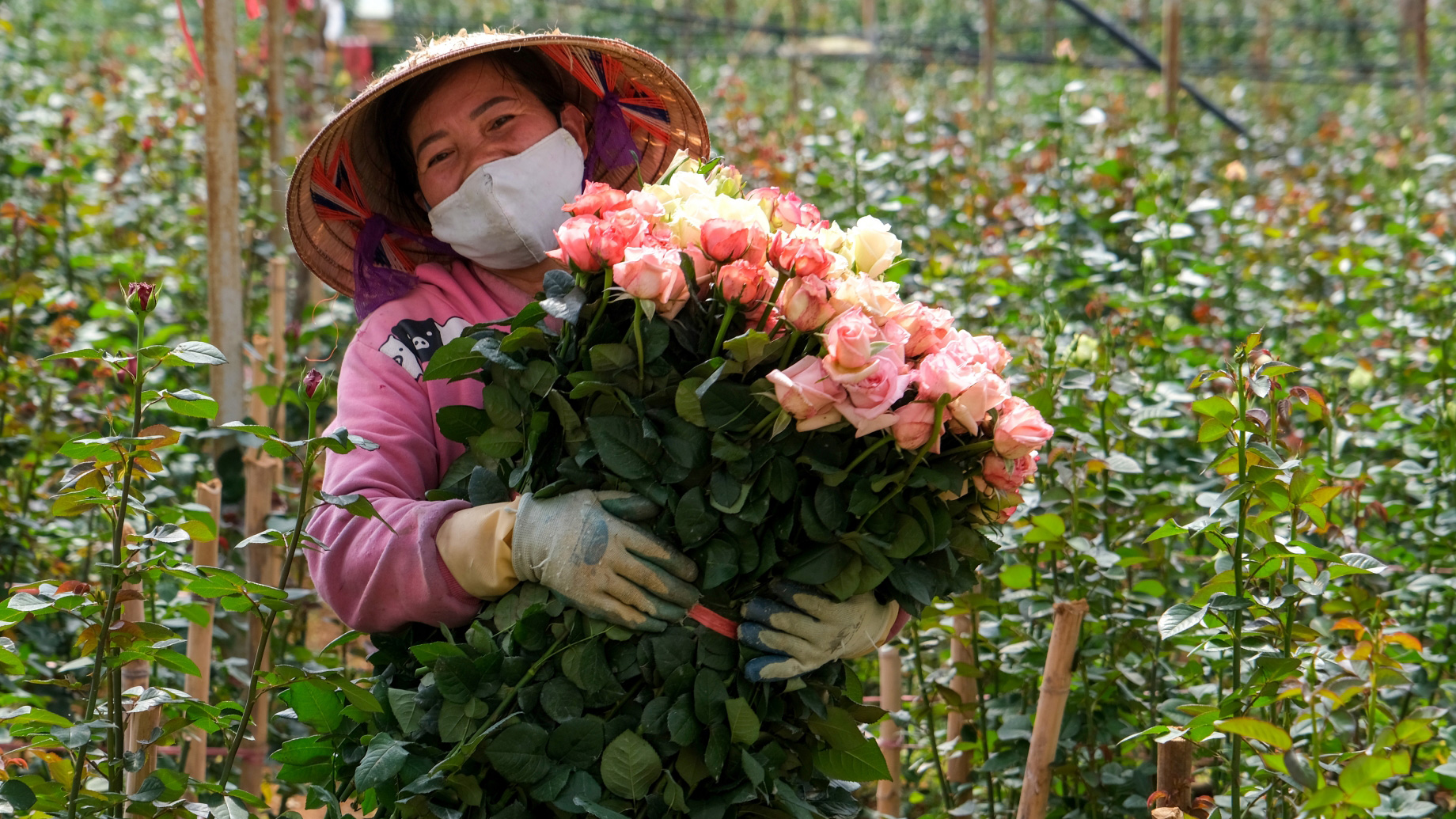 Đà Lạt: Giá hoa hồng tăng mạnh trước Ngày Nhà giáo Việt Nam