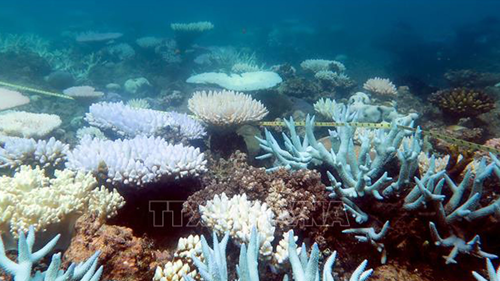 Hiện tượng tẩy trắng tại rạn san hô Great Barrier, Australia