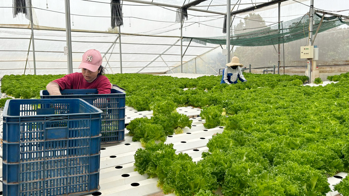 Thu hoạch xà lách thủy tinh tại Meli Green Farm