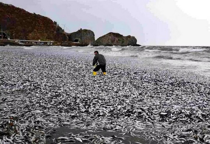 Ngư dân Nhật Bản sốc khi phát hiện hàng nghìn tấn cá chết dạt bờ chưa rõ nguyên nhân