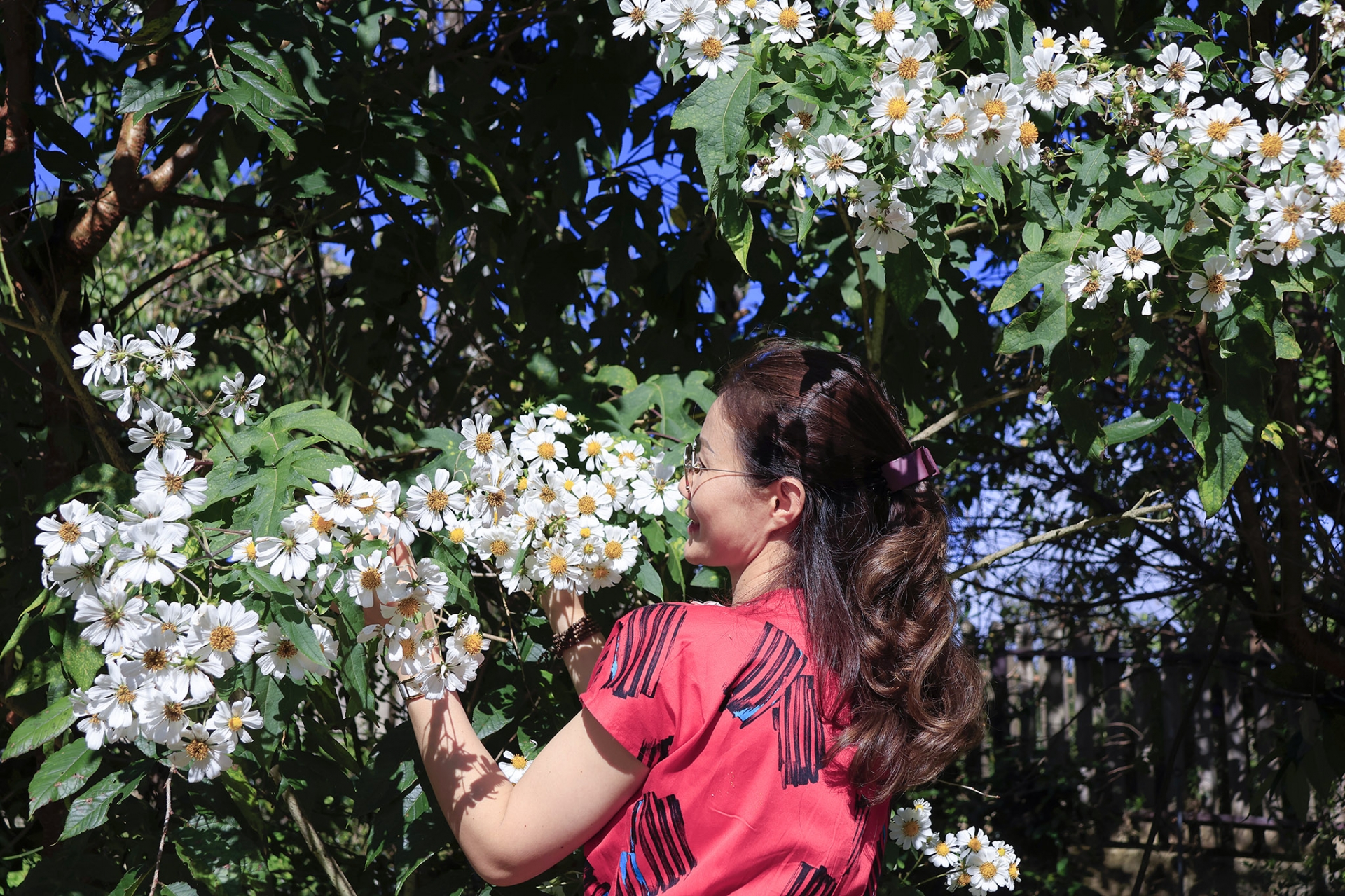 Với khí hậu mát mẻ và đất đai phù hợp, Đà Lạt là vùng đất lý tưởng để hoa quỳ trắng phát triển. 