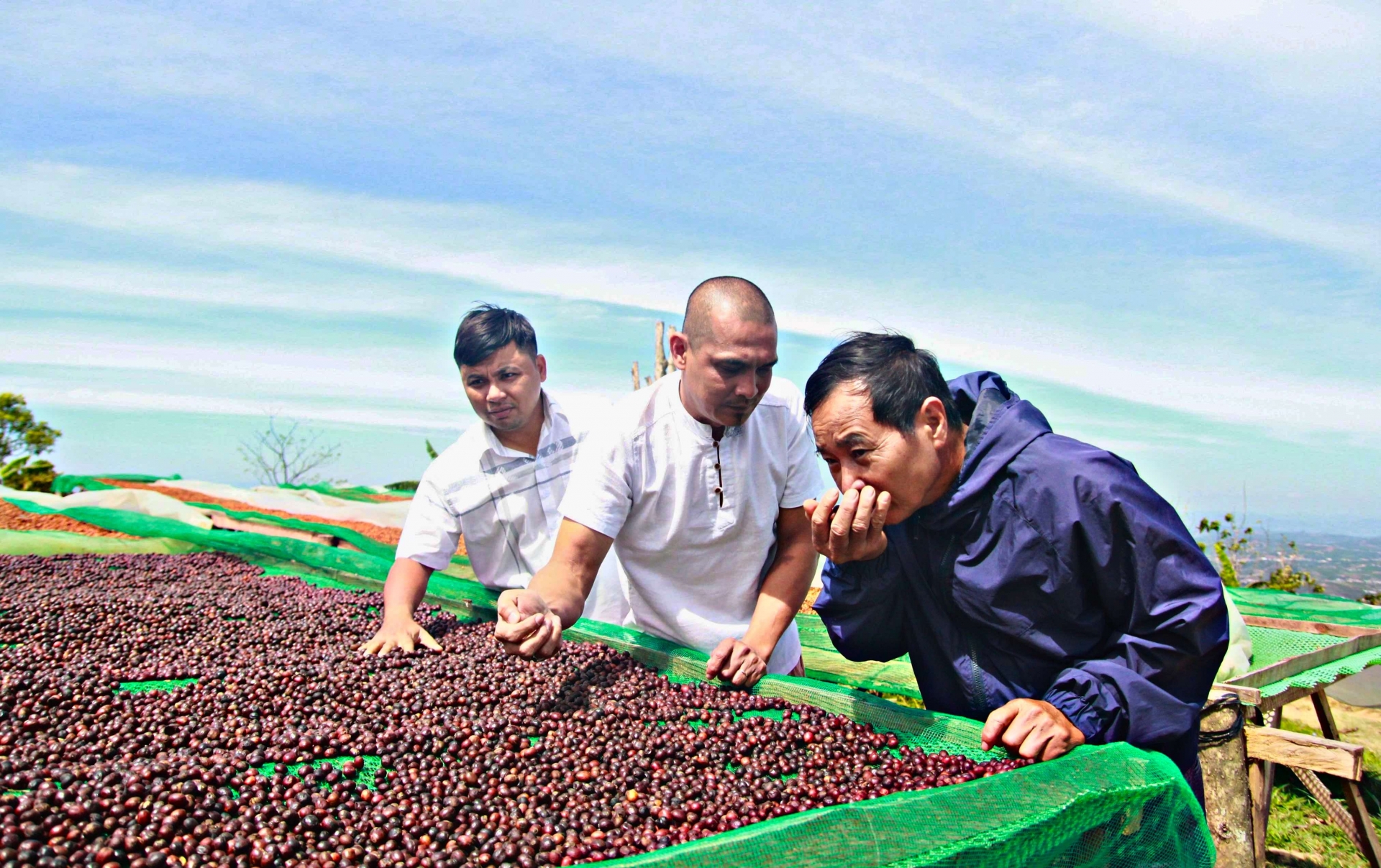 Cà phê được thu hoạch trái chín 100% đảm bảo chất lượng với giá thành cao