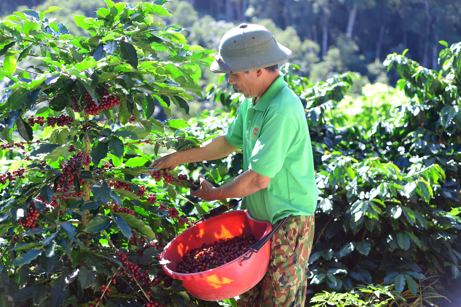 'Tại Lâm Đồng, sản phẩm hàng hóa, trong đó chủ yếu là cà phê về cơ bản 
đảm bảo các điều kiện không ảnh hưởng bởi quy định EUDR'