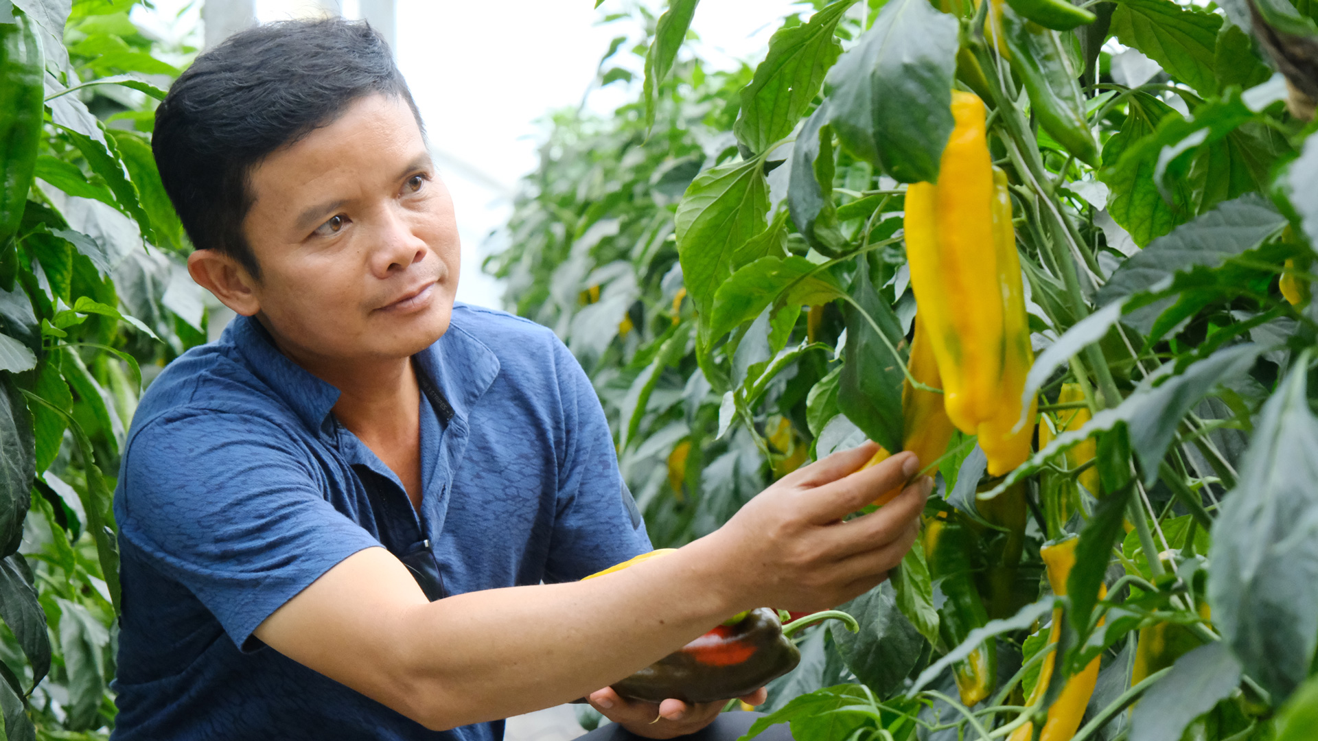 Nông dân sử dụng các chế phẩm Bio-Pro 
của Dalat Hasfarm vào canh tác ớt ngọt
