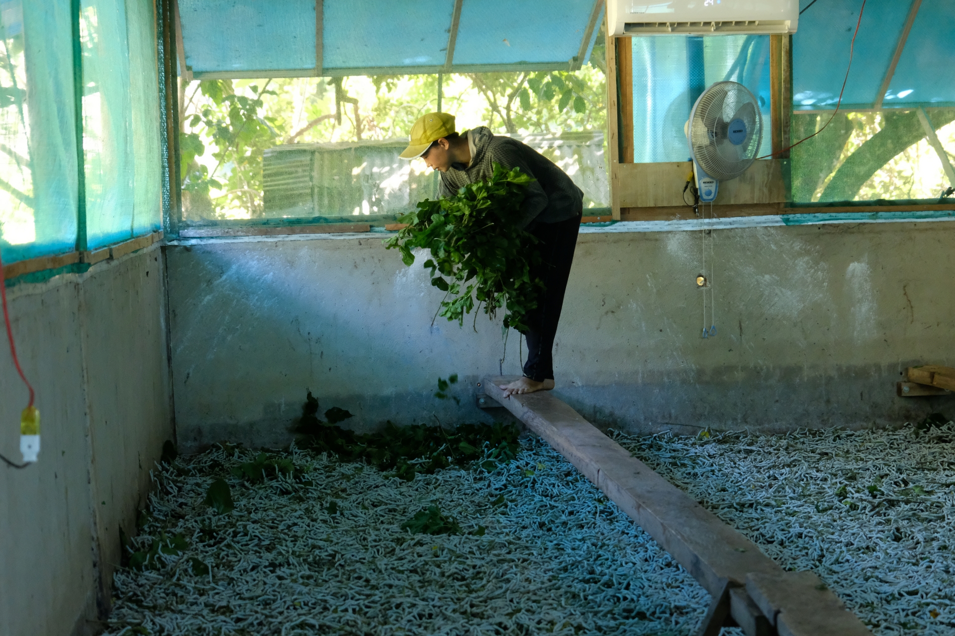 Gia đình anh Nguyễn Văn Trung (thôn Xuân Thượng) đang nuôi 2,5 hộp tằm giống. Với diện tích nhà tằm 80m2, anh Trung lắp 2 máy lạnh và 3 quạt hút mùi, 2 quạt cây. Gia đình anh được hỗ trợ 18 triệu đồng/2 máy lạnh.