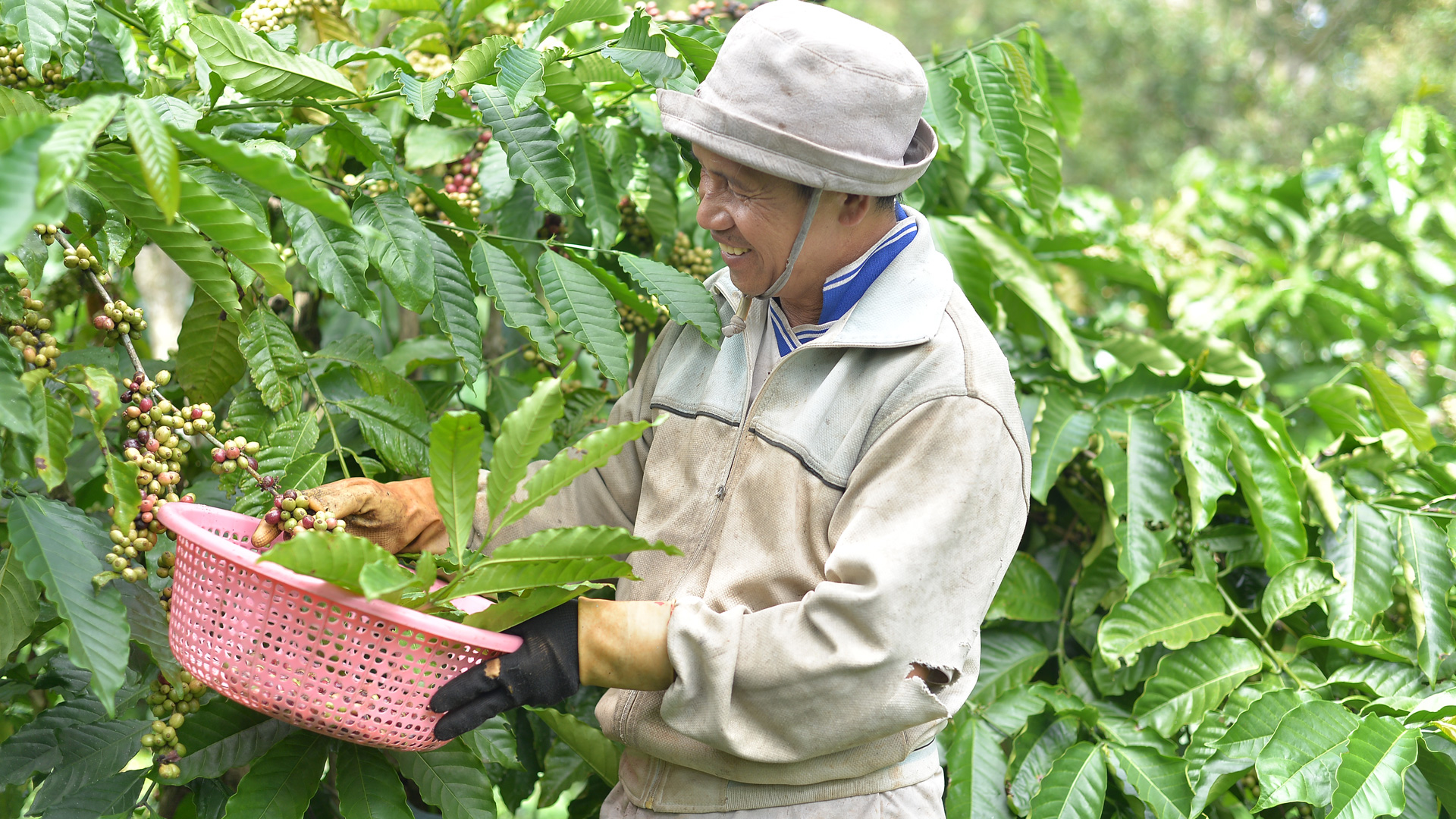 Là địa phương trồng cà phê lớn nhất tỉnh nên huyện Di Linh đã sớm có kế hoạch 
để từng bước thích ứng với quy định chống phá rừng châu Âu (EUDR)