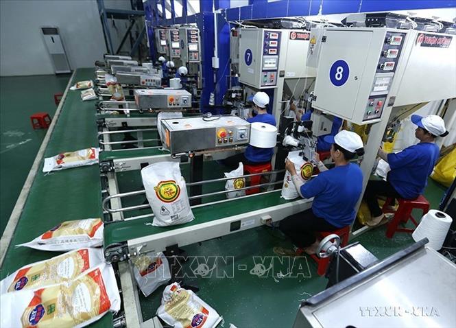 Dây chuyền đóng bao gạo xuất khẩu tại nhà máy của Công ty CP nông nghiệp công nghệ cao Trung An (Cần Thơ). Ảnh tư liệu