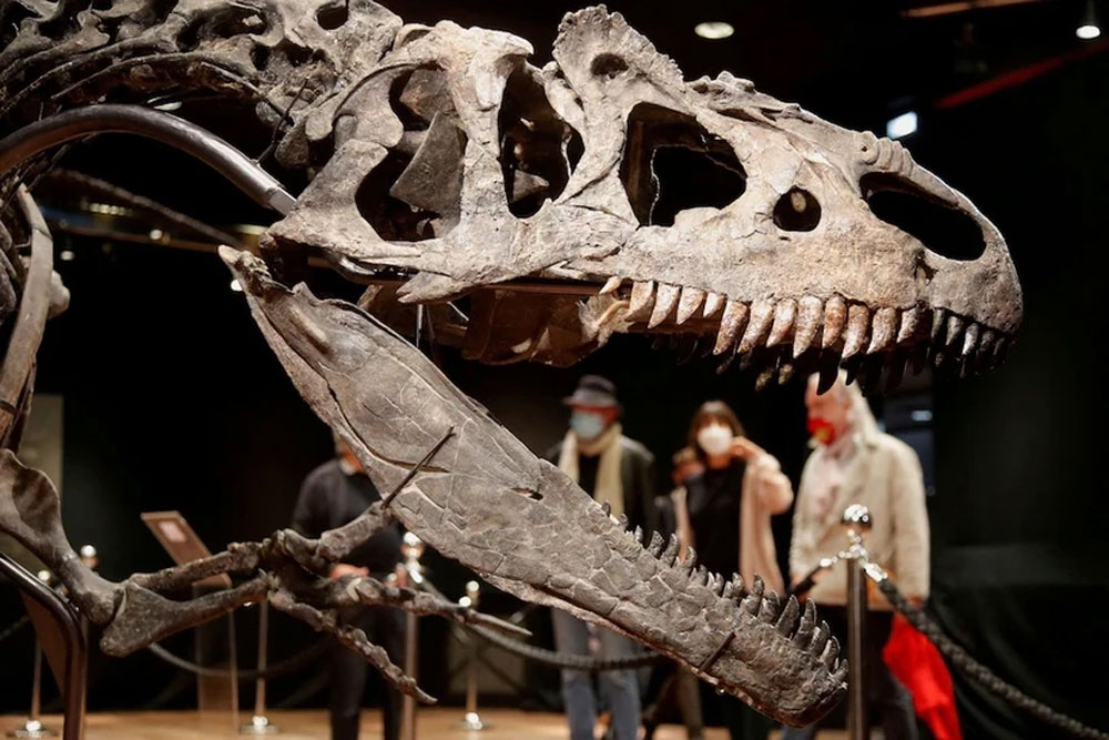 Bộ xương của loài khủng long Allosaurus từng sống 150 triệu năm trước được trưng bày tại phòng đấu giá Drouot ở Paris